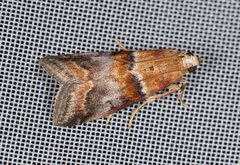 Acrobasis repandana