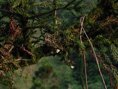 Thrixspermum formosanum