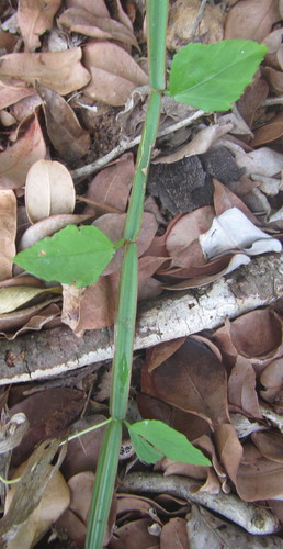 Single-stemmed Wild Grape