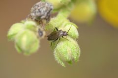 Lepidargyrus ancorifer