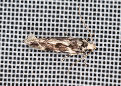 Parachronistis albiceps
