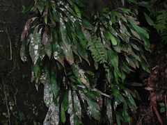 Antrophyum formosanum