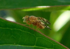 Oxyna flavipennis
