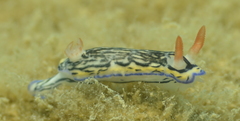 Hypselodoris maritima image