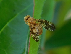 Oxyna flavipennis