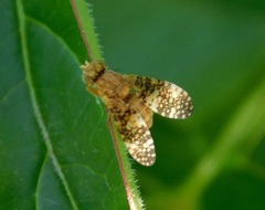 Oxyna flavipennis