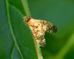Oxyna flavipennis
