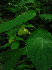 Impatiens tayemonii