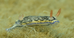 Hypselodoris maritima