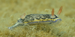 Hypselodoris maritima