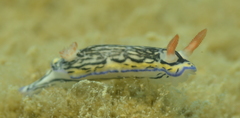 Hypselodoris maritima