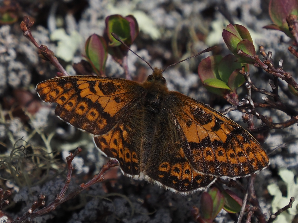 Polaris Fritillary
