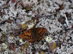 Boloria polaris