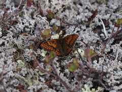 Boloria polaris