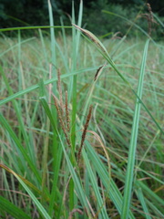 Carex phacota