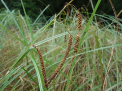 Carex phacota