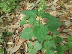 Urtica chamaedryoides
