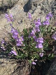 Penstemon platyphyllus