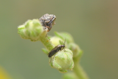 Lepidargyrus ancorifer