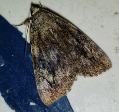 Catocala micronympha