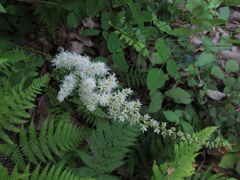 Astilbe rubra