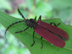 Macrolycus flabellatus