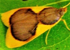 Prooedema inscisalis