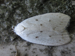 Scythropiodes approximans