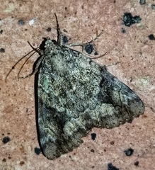 Catocala micronympha