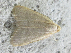 Hypsopygia kawabei
