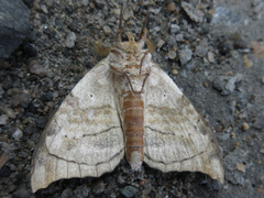 Gangarides coreanus