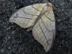 Gangarides coreanus