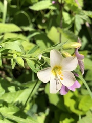 Polemonium carneum