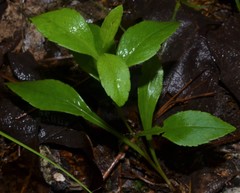 Solidago delicatula