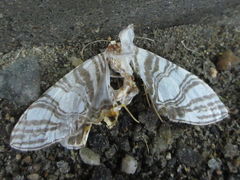 Callabraxas compositata