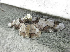 Biston regalis