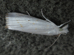 Calamotropha paludella