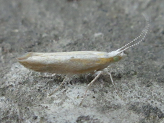 Ypsolopha blandella