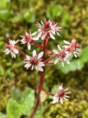 Micranthes nelsoniana