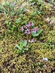 Micranthes nelsoniana