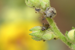 Lepidargyrus ancorifer