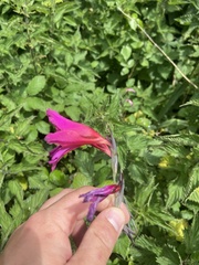 Gladiolus communis byzantinus