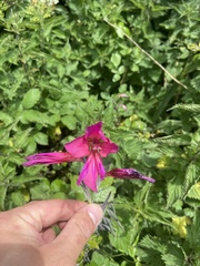 Gladiolus communis byzantinus