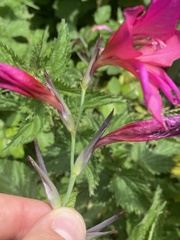 Gladiolus communis byzantinus