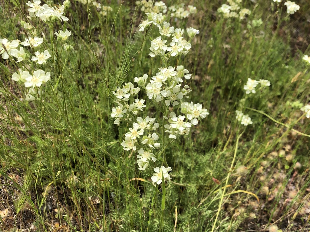 Carrotleaf Horkelia