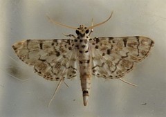 Pycnarmon aripanalis