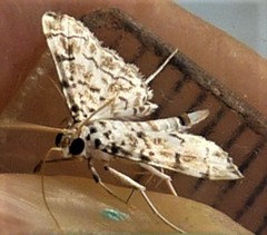Pycnarmon aripanalis