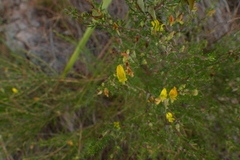 Aspalathus spinosa spinosa