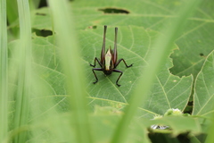 Eobiana engelhardti subtropica