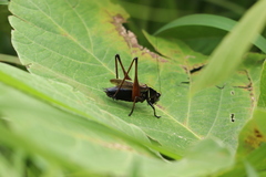Eobiana engelhardti subtropica